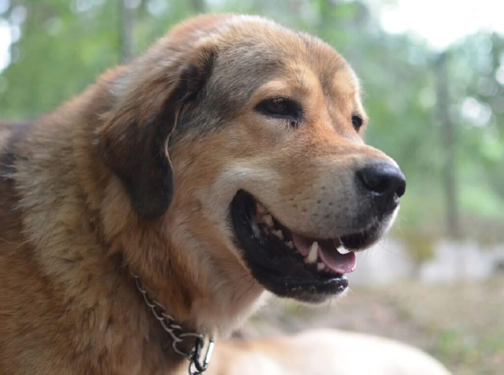 cane grande dimensioni mastino tibetano