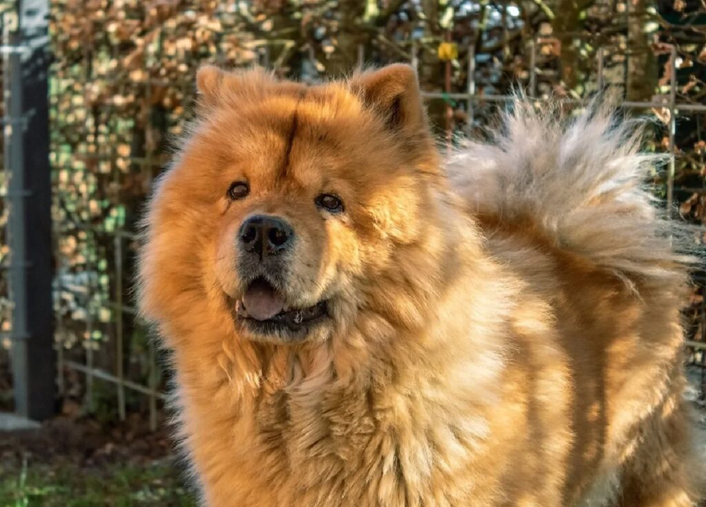 cane grossa stazza chow chow