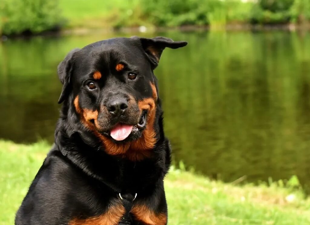 cagnolino rottweiler panorama alle spalle