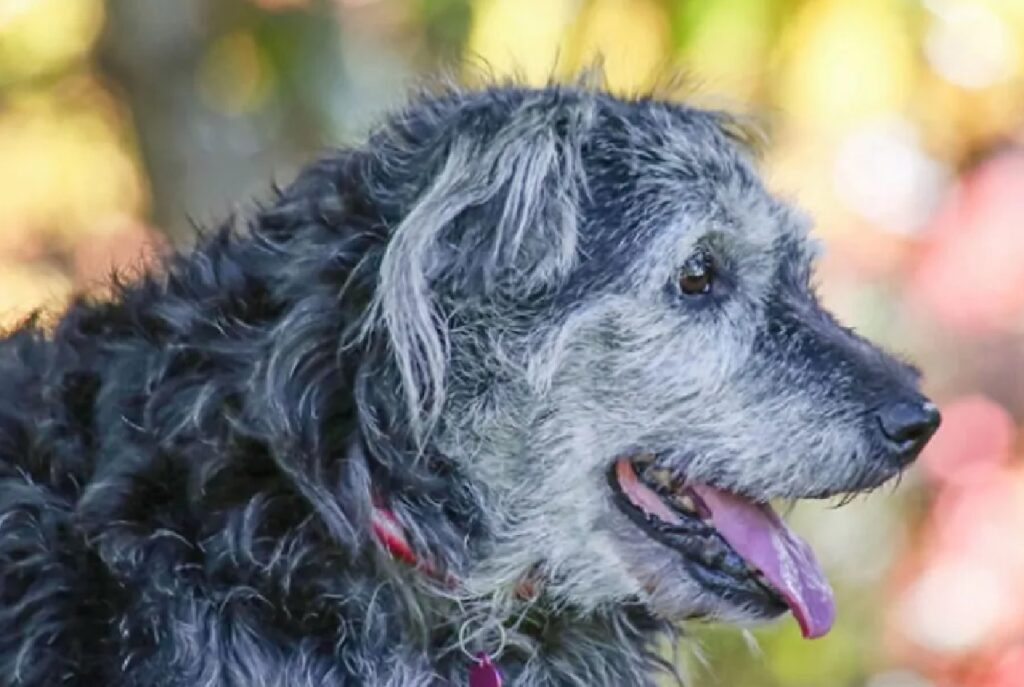 cane vecchio pelo ingrigito