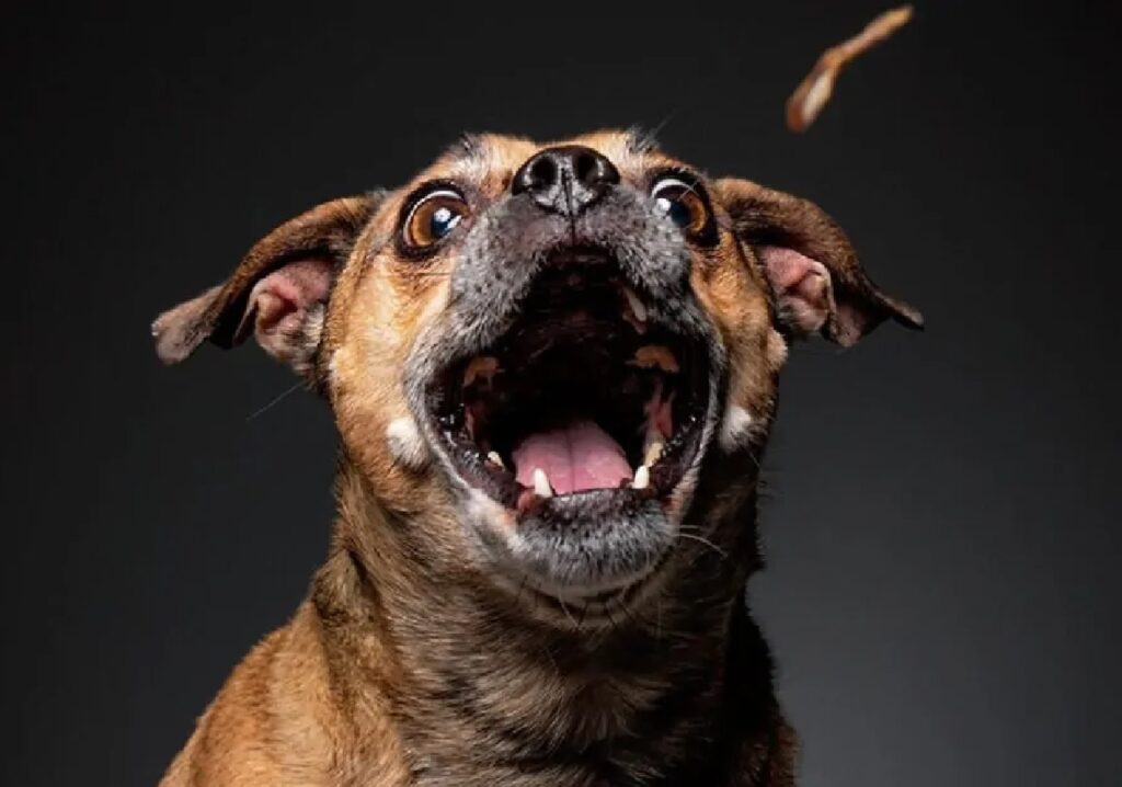 cane vecchio prende cibo al volo