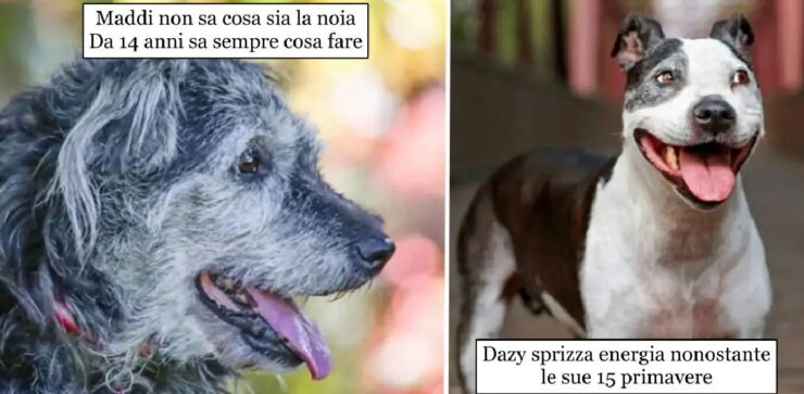 cani vecchi ma pieni di vitalità