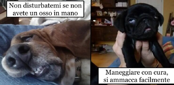 cani appena alzati dal letto