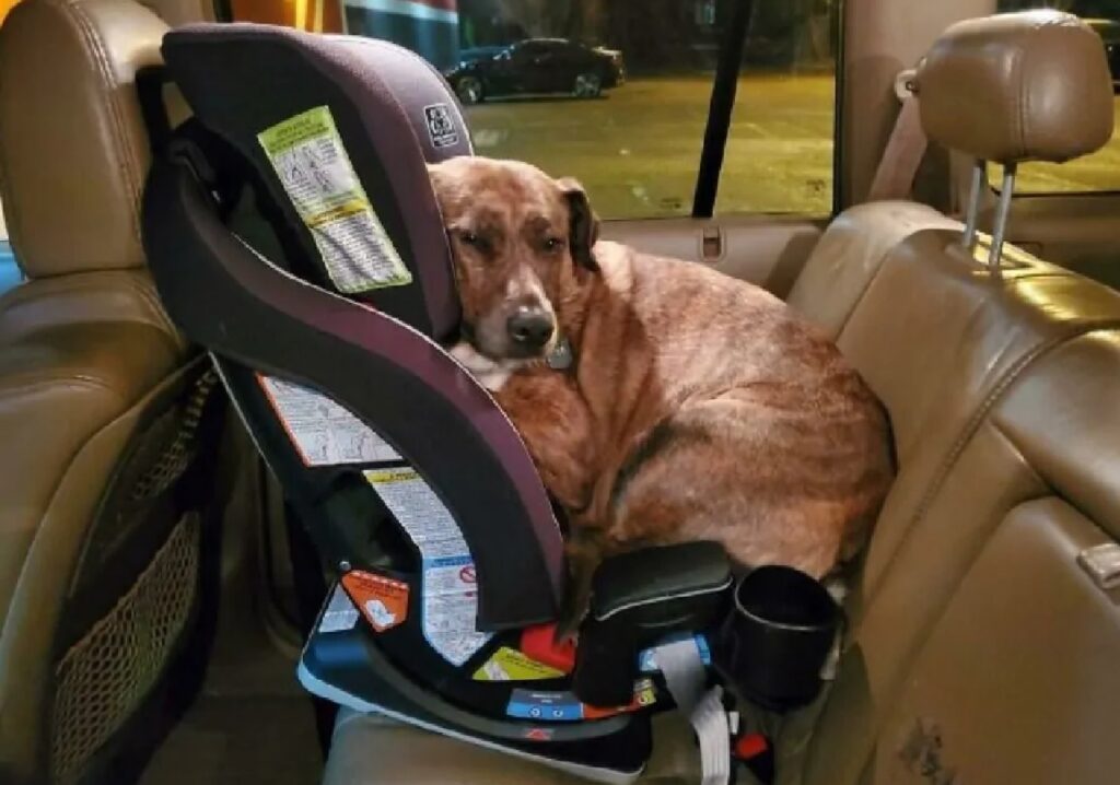 cane sul seggiolino