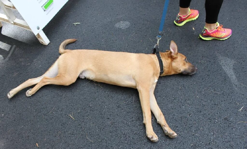 cane non vuole scostarsi