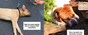 cani che non hanno voglia di fare nulla