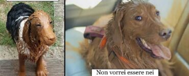 cani che non rinuncerebbero al fango