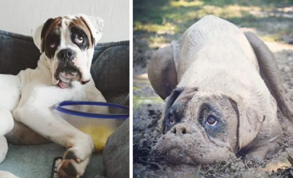 cane boxer pelo bianco e marrone