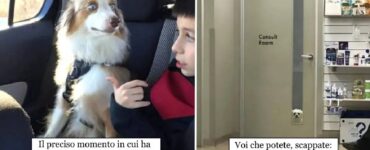 cani che non vogliono incontrare il veterinario