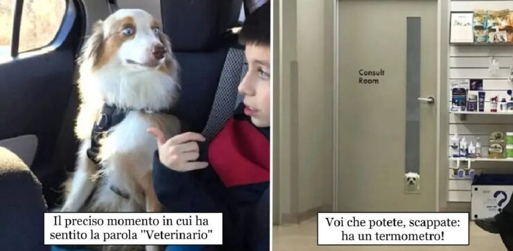 cani che non vogliono incontrare il veterinario