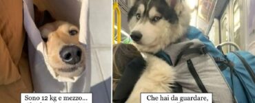 cane che amano spostarsi attaccati proprietari