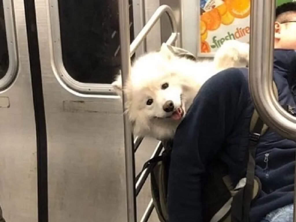 cane sorriso dentro la metro