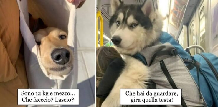 cane che amano spostarsi attaccati proprietari