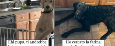 cani che tramutano il brutto in bello