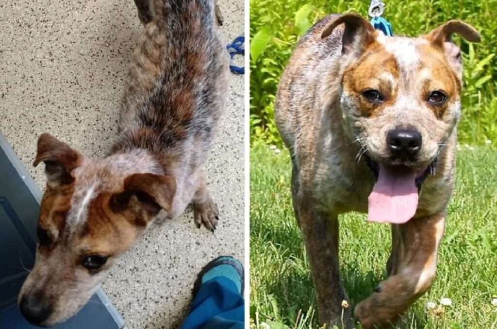 cagnolino pelo diradato