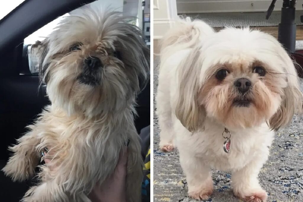 cagnolino maltese pelo pulito