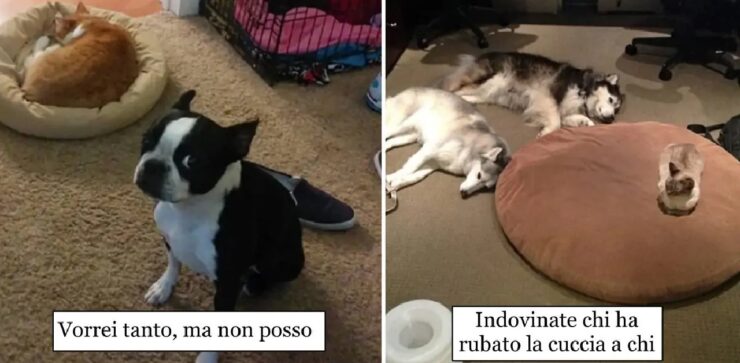 cani che si sono fatti prendere il posto