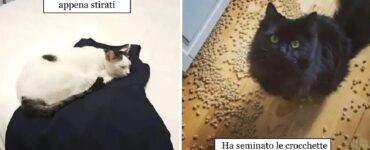 gatti che combinano tanti guai