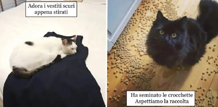 gatti che combinano tanti guai