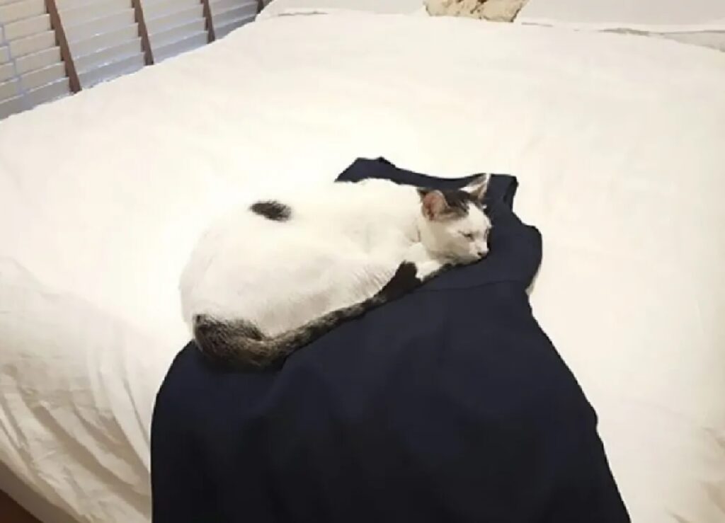 gatto si riposa sul vestito