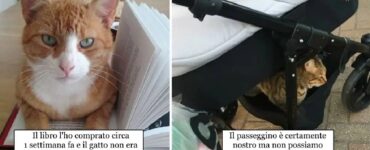 gatti che decidono di invadere abitazioni