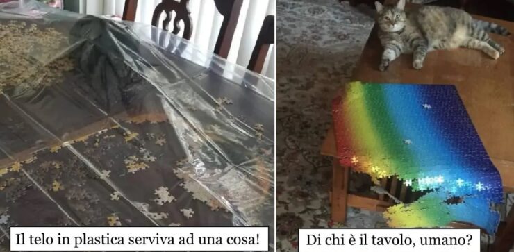 gatti che non lasciano completare puzzle