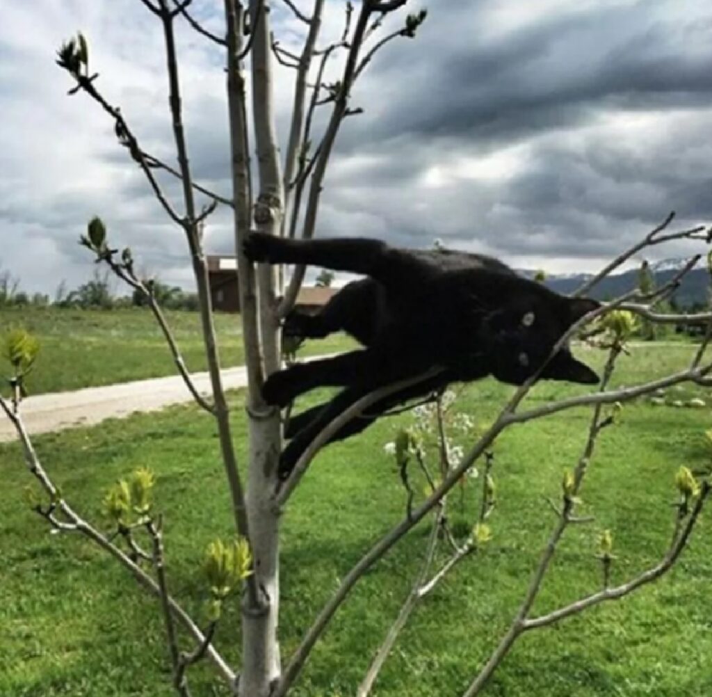 gatto rampicata orizzontale