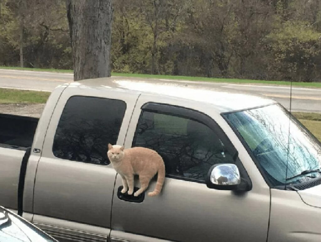 gatto su una superficie che non c'è