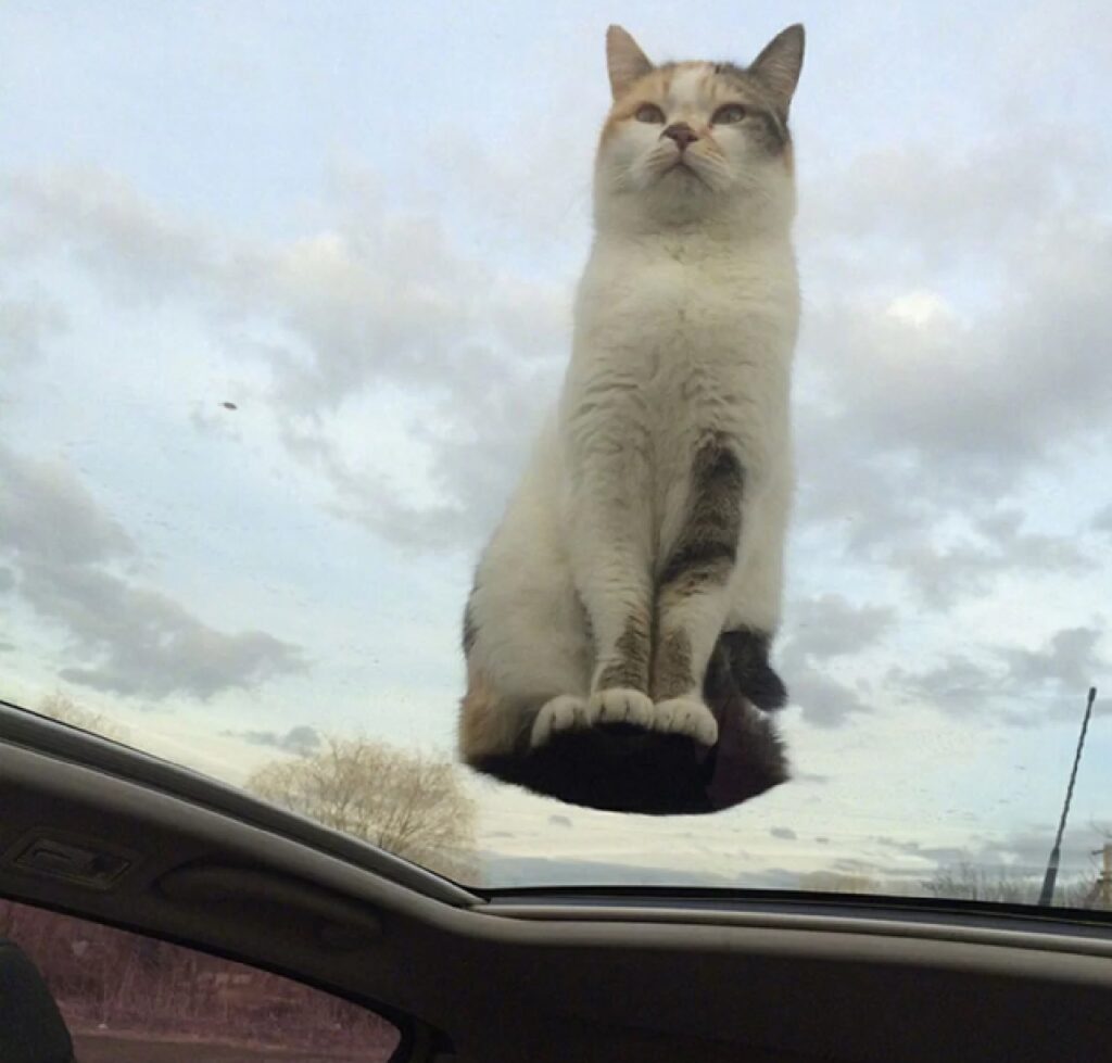 gatto sembra volare