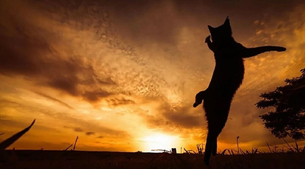 gatto allenamento al tramonto