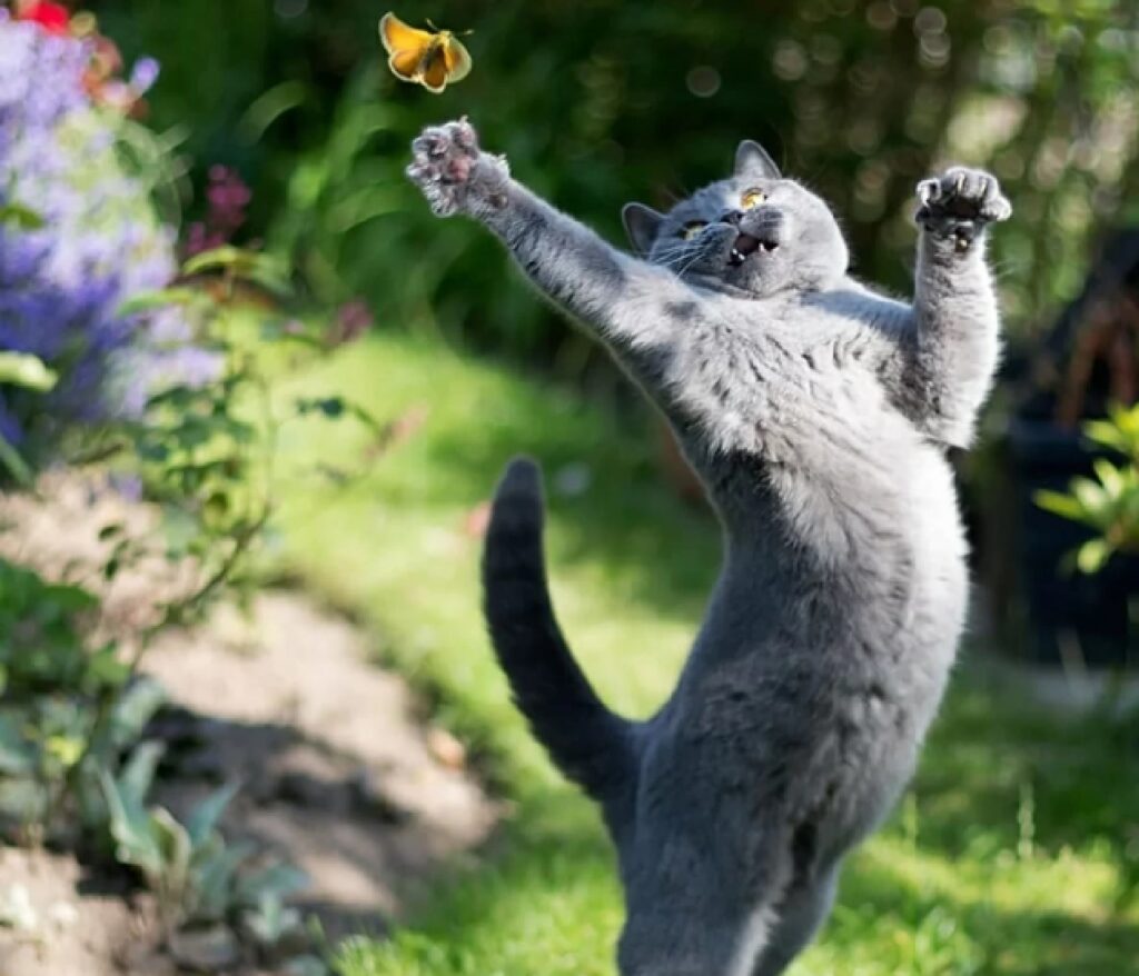 gatto certosino cerca farfalla