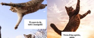 gatti che hanno risvegliato loro istinto atletico