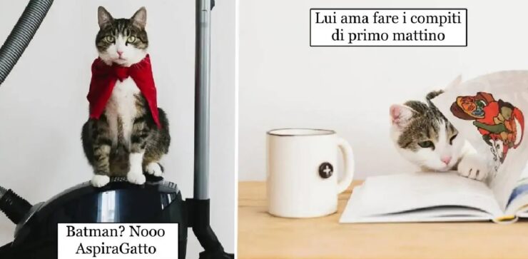 gatti che in un altra vita facevano un bel lavoro