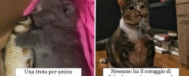 gatti che non possono lasciare i loro compagni