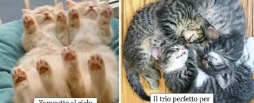 gatti che dormono ovunque capiti