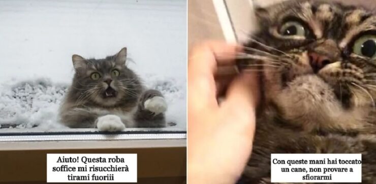 gatti che sarebbero perfetti per la recitazione