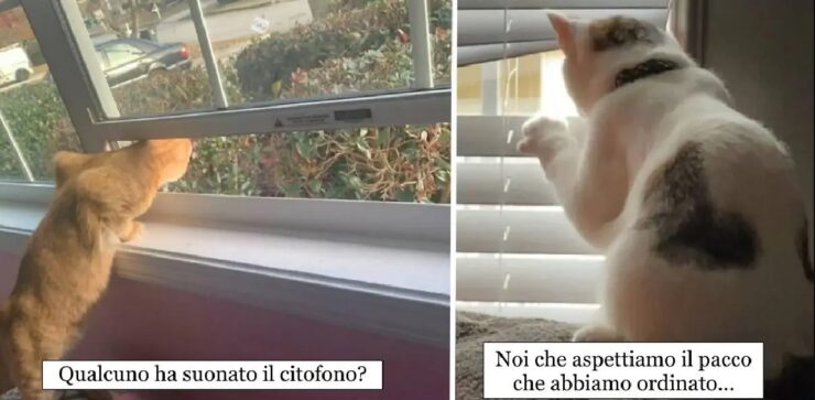 gatti che si dimostrano simpatici ed affidabili