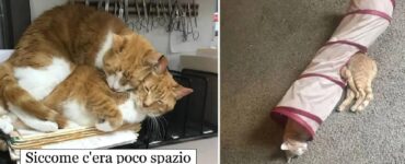 gatti che devono dormire in posti improbabili