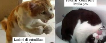 gatti che non si arrendono di fronte ai problemi