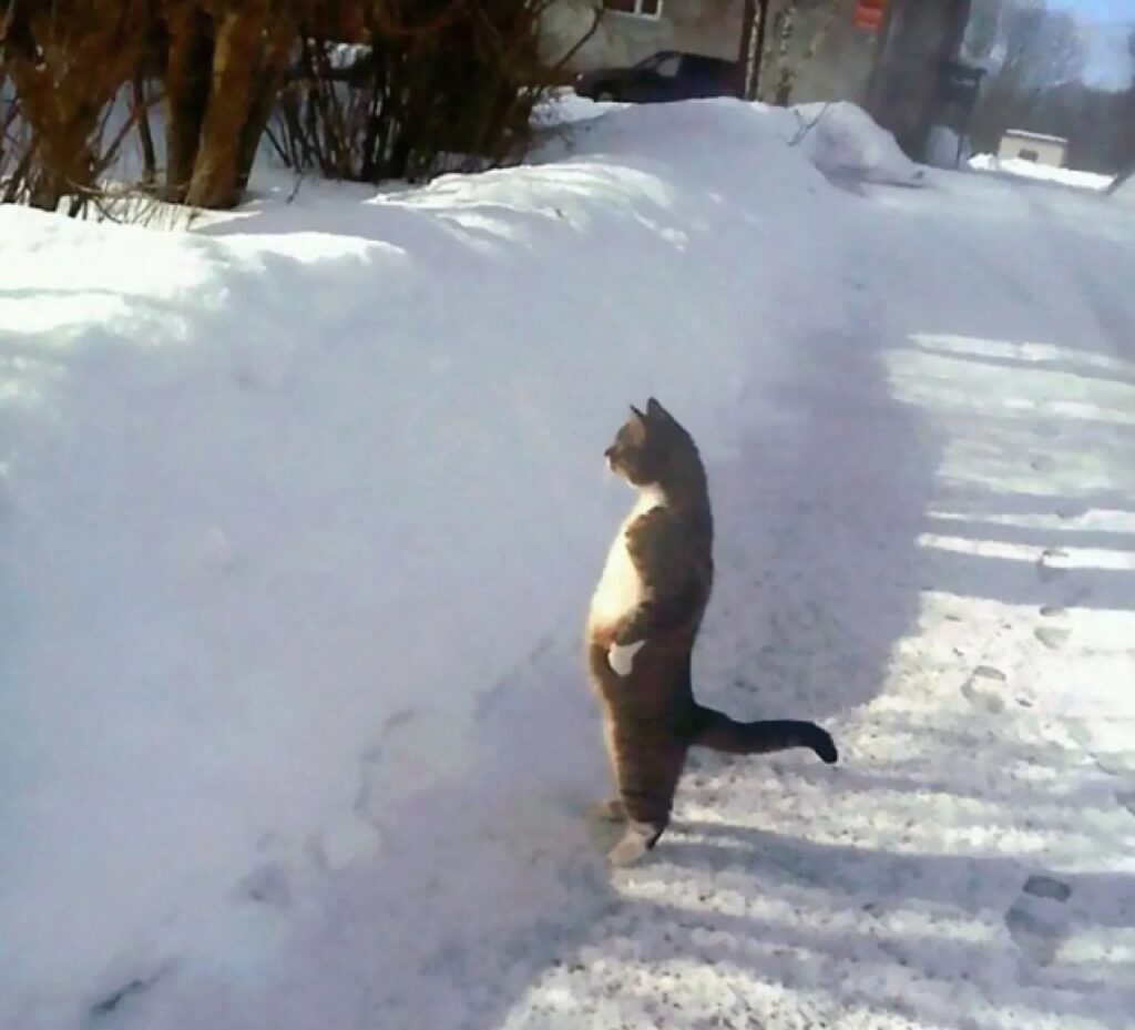 gatto osserva la neve