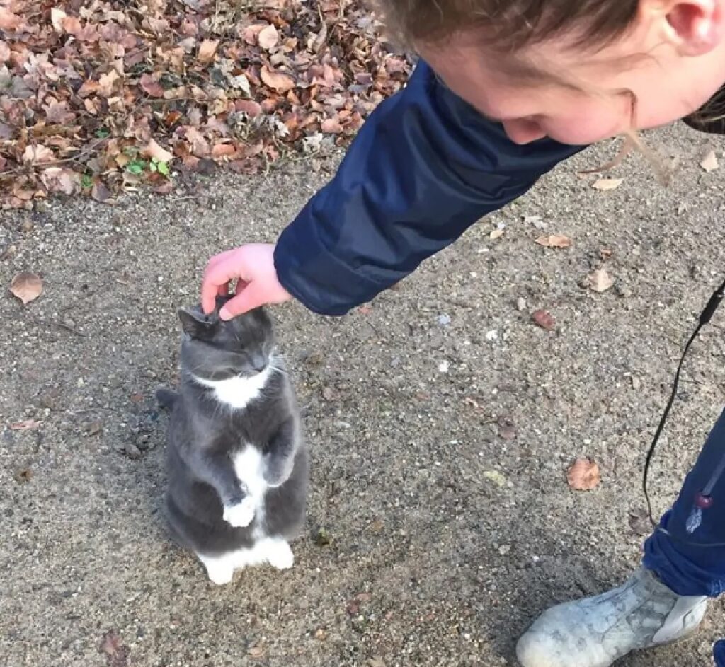 gatto piccoli incontro