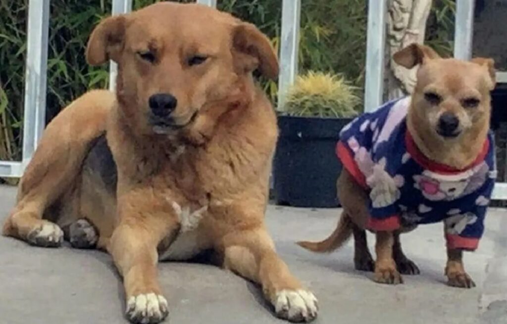 cane con cucciolo piccolo