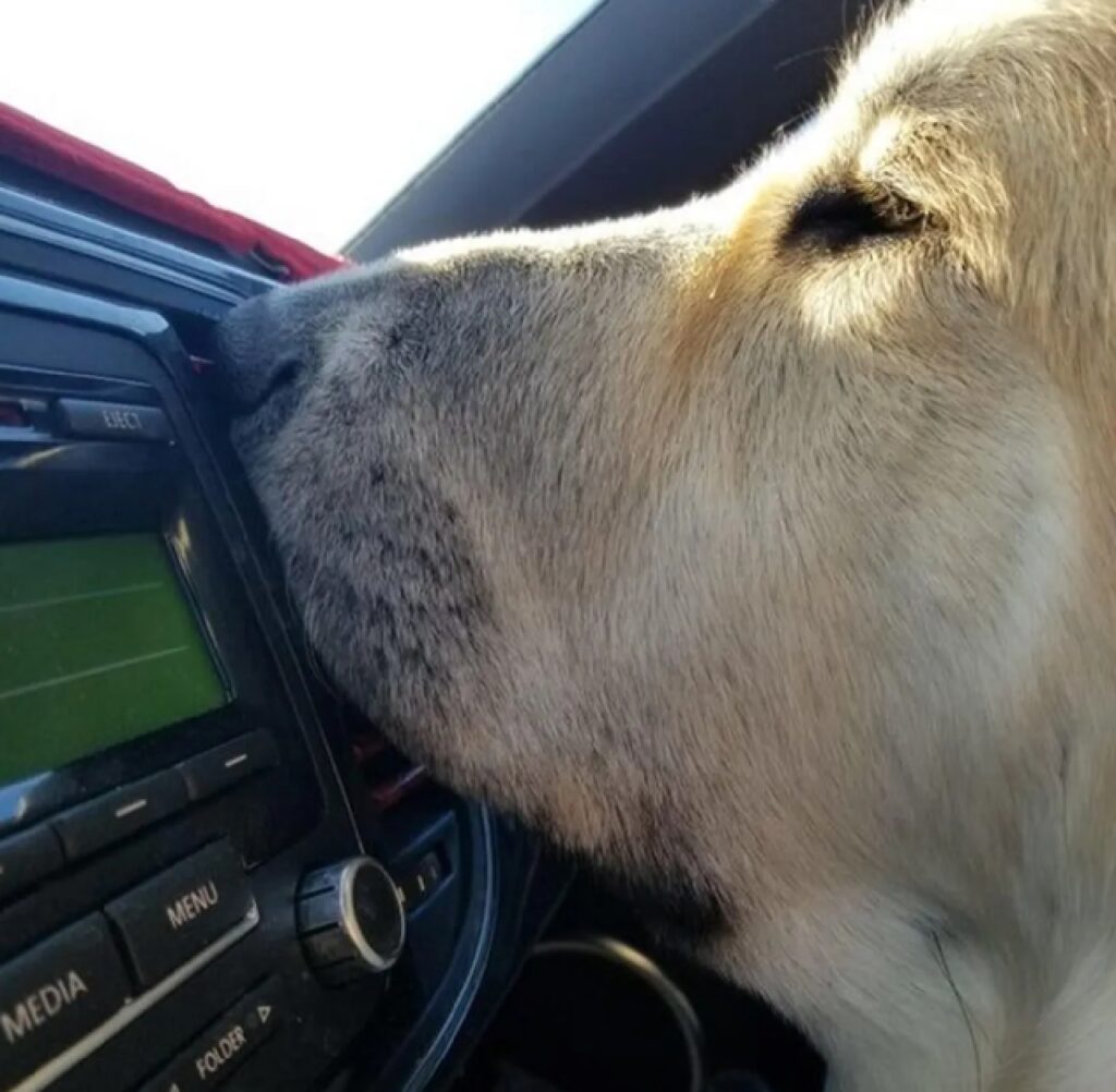 cagnolino muso sulla radio