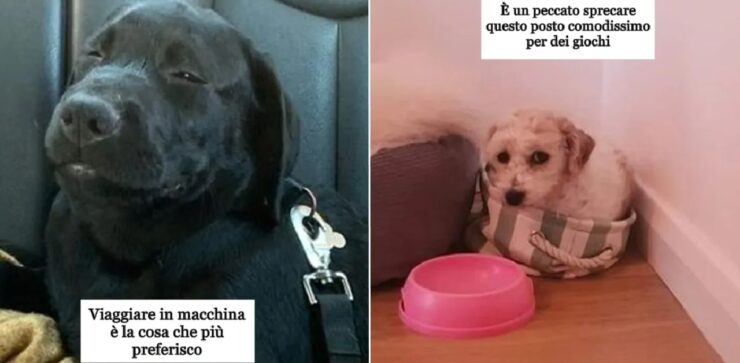 fisse che solo un cane può avere