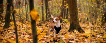 attenzione cane autunno