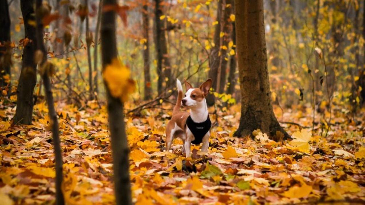 attenzione cane autunno