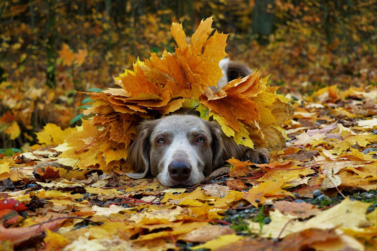 attenzione cane autunno