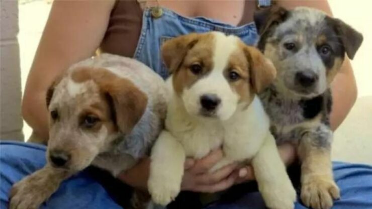 Trova una cagnolina con i suoi cuccioli in fin di vita e le fa un ultima promessa