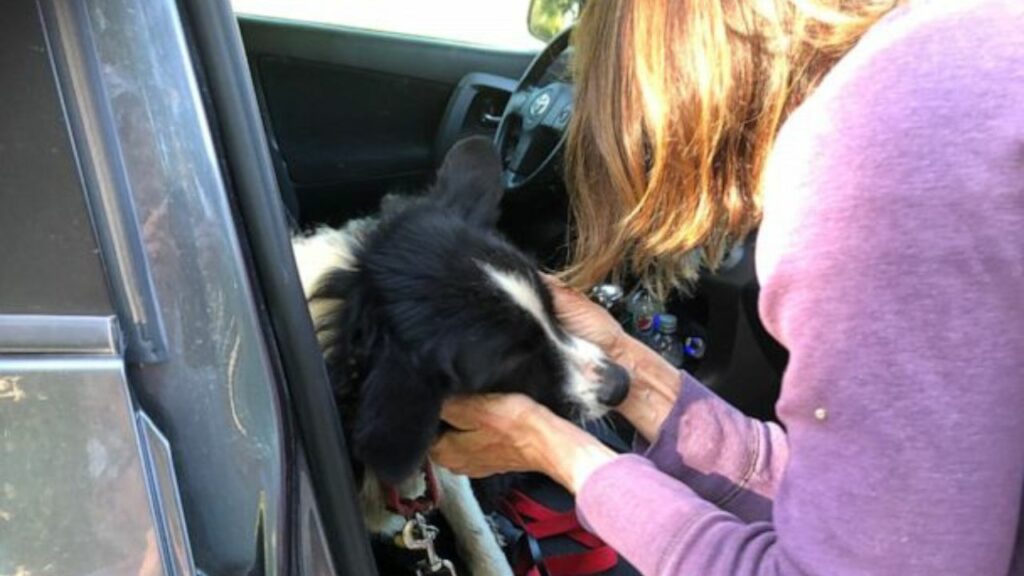 Un uomo ha lasciato il suo lavoro per amore del suo cucciolo di cane