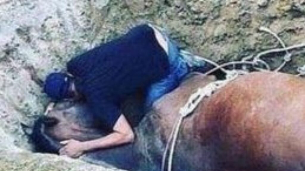 Giovane si dispera affianco al corpo del suo cavallo che è venuto a mancare: "non fa male solo la perdita di un cane"